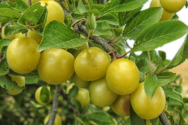 Kakadu Plum Skin Benefits - Learn about the superfood for the skin